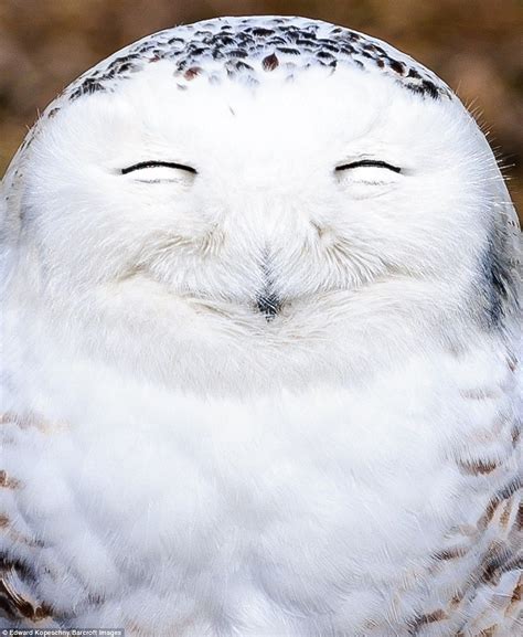 The Funniest Animal Photographs Youve Ever Seen Smiling Animals