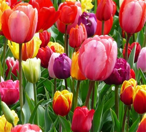 Wow 25 Gambar Bunga Tulip Berwarna Gambar Bunga Indah