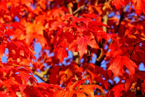 13 Beautiful Species Of Maple Trees A42