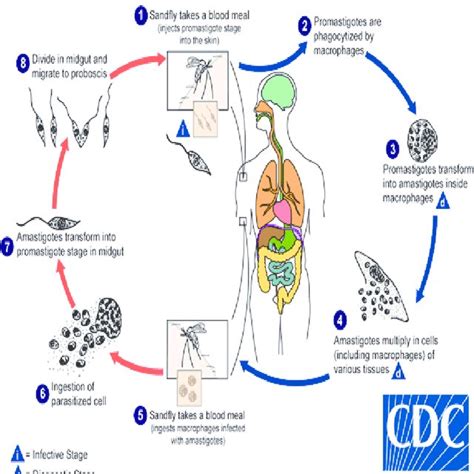 Life Cycle Of Leishmania Parasite Dpd Cdc Gov Dpdx Download Scientific Diagram