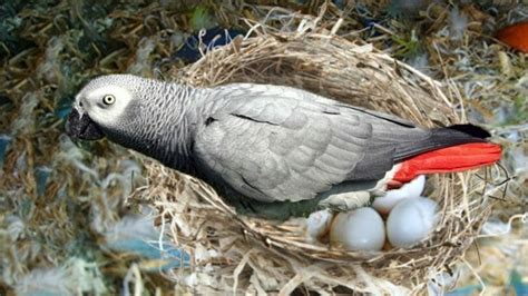 Do All Birds Lay Eggs Explained Everything
