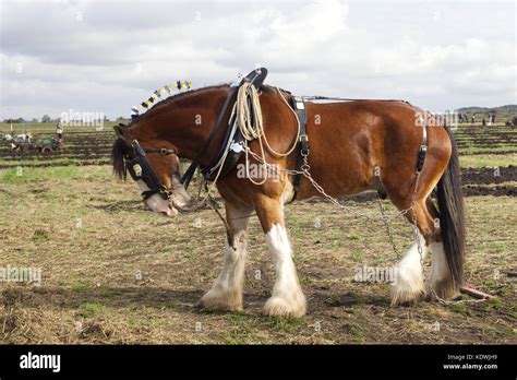 Shire Horse In Harness Ploughing The Fields Stock Photo Alamy