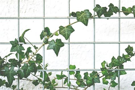 Growing And Caring For English Ivy