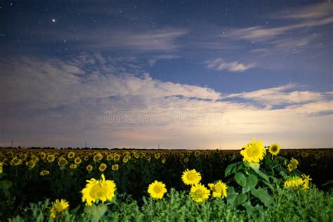 Sunflower Field At Night Astrophotography Stars On Sky Stock Photo