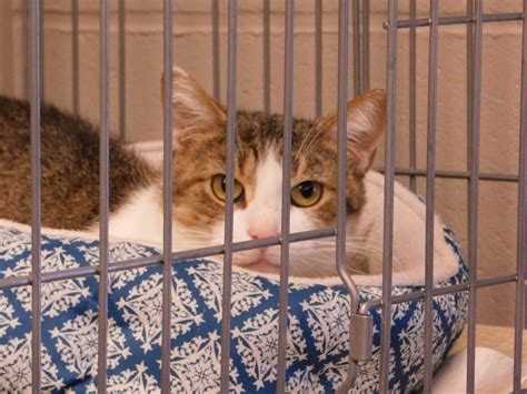 Our shelter cares for homeless animals until they can be matched with perfect forever homes. Cats Are Welcomed Back To Belmont County Animal Shelter ...