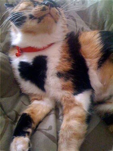 Cat With Heart Shaped Marking Cute Animals Cats And Kittens Calico Cat