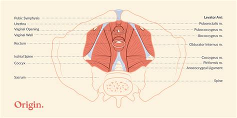 Meet Your Pelvic Floor Muscles Origin