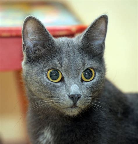 Gray Cat With Big Eyes Stock Image Image Of Curiosity 183446979