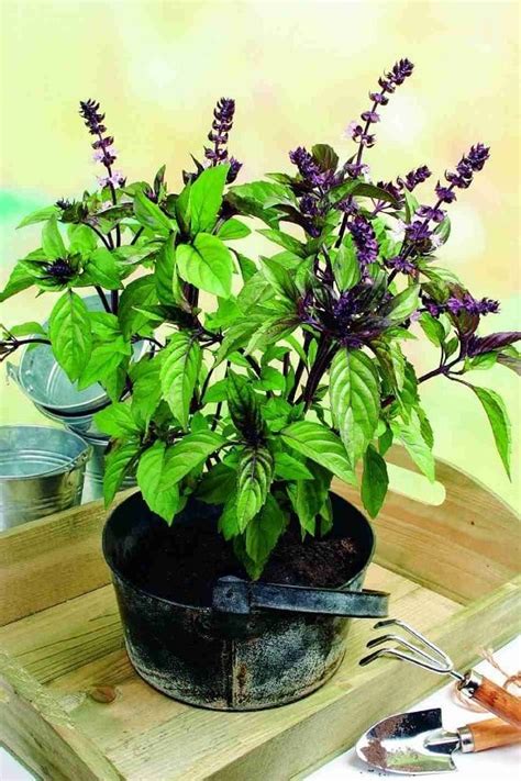 15 Snake Repellent Plants Plants That Repel Snakes Naturally