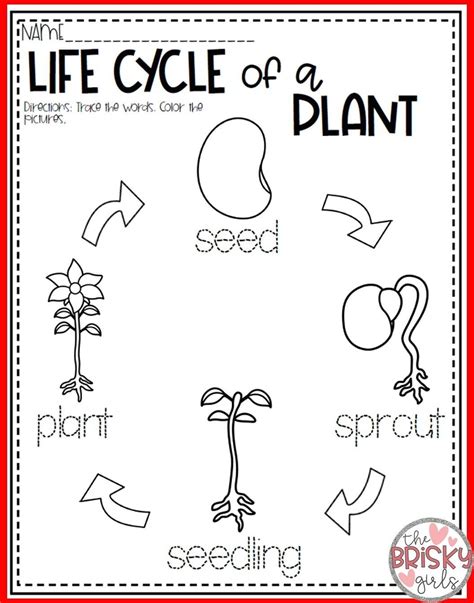 Flower Life Cycle Worksheet For Kindergarten