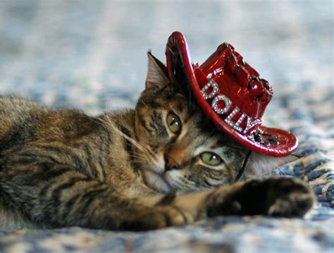 Cowboy Hat For Dogs And Cats