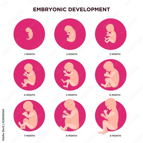 Embryo Development Month By Month Infographic Elements With Embryonics
