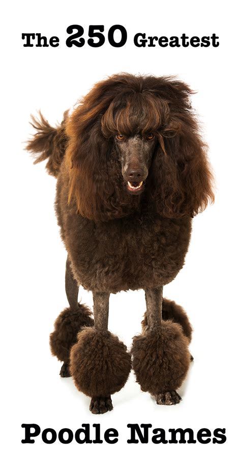 250 Perfect Poodle Names Awesome Ideas For Naming Your Poodle