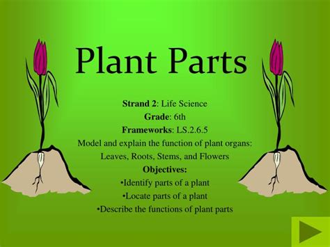 Ppt Plant Parts Powerpoint Presentation Free Download Id2911514