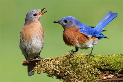 Year Round Bird Watching In Ohio Birds To See In Ohio By Season