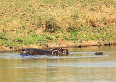 Hippopotamus With A Little Baby Hippo In A Lake In Kruger Park In South