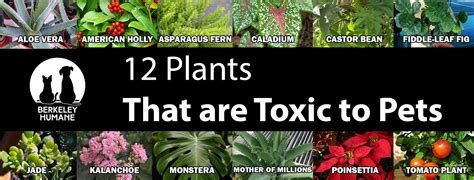 12 Plants That Are Toxic To Pets Berkeley Humane