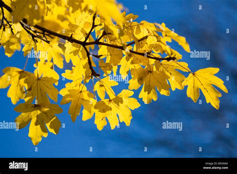 Field Maple In Autumn Against A Brilliant Blue Sky Stock Photo Alamy