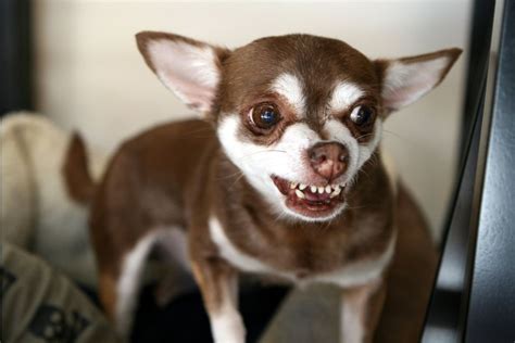Bared Teeth In Dogs Aggression Or Smiling