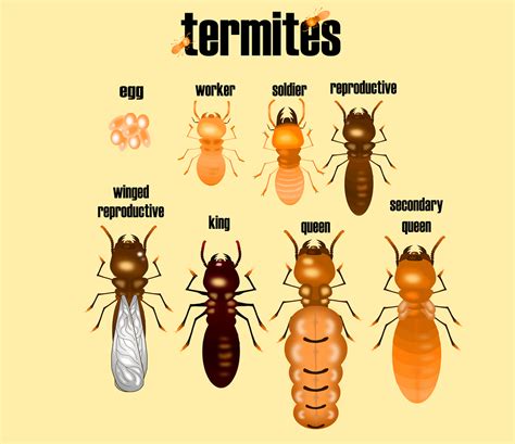 Termite Identification Chart