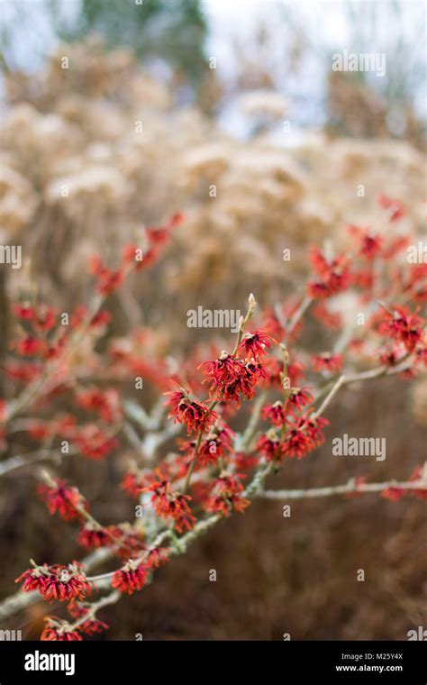 Bush With Red Winter Flowers Stock Photo Alamy