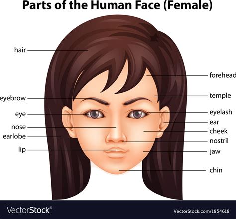 Human Face Royalty Free Vector Image Vectorstock