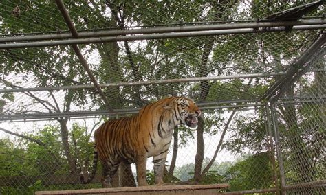 Four Things To Know About Captive Tigers In The Us Stories Wwf