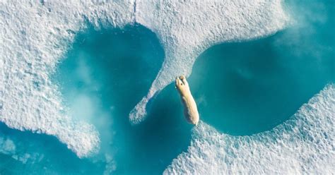 This Incredible Photo Of A Canadian Polar Bear Just Won A Global Award