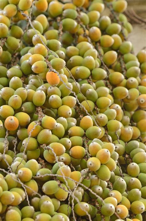 Edible fruit trees do not grow true from seed, but are grafted combinations of hearty rootstock and desirable fruit. Can You Eat Pindo Palm Fruit: Edible Pindo Fruit Uses And ...