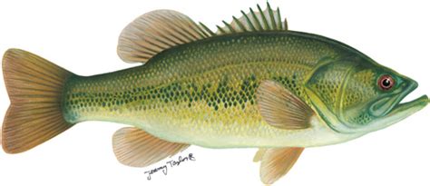 Check spelling or type a new query. Fishing for Black Bass