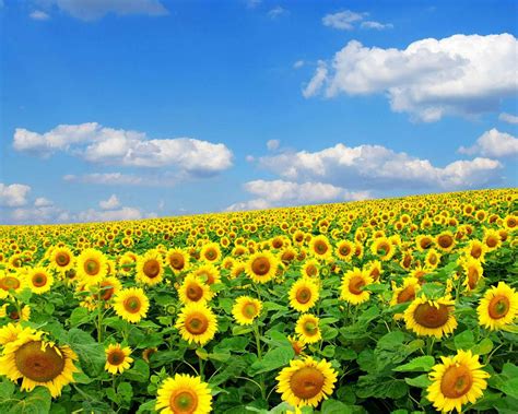 Select and download wallpaper for windows and android! 49+ Full Screen Spring Wallpaper on WallpaperSafari