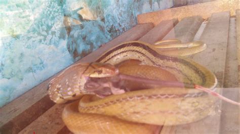 Watch kajang ular sawa in aquarium on streamable. Ular sawa tikus - YouTube