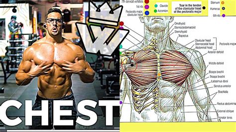 Full Chest And Arms Workout 9 Effective Exercises Youtube