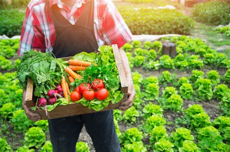 How To Find A Local Organic Farm Near You 5thbranch