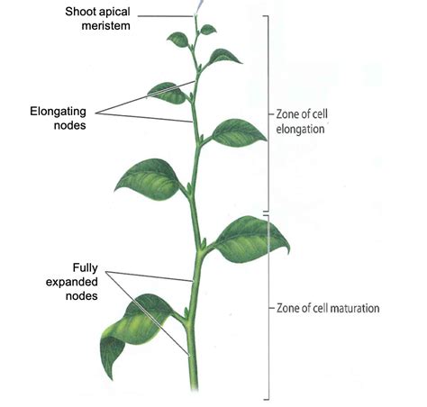 Plant Shoot