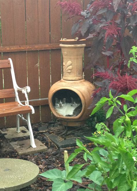 Feral Feeding Station Keeps Cats Dry Cats In My Yard