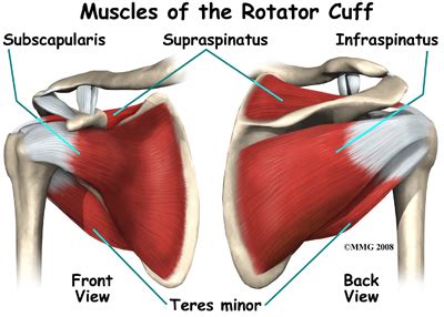 Muscle tendons in the knee joint and the shoulder joint are crucial in stabilization. Rotator Cuff Injury: Symptom, Diagnosis and Treatment | MD ...