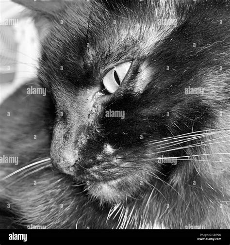 Black Cat Portrait In Monochrome Stock Photo Alamy