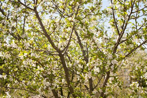 Spring Apple Trees In Blossom Flowers Of Apple White Blooms Of