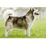 How Big Do Alaskan Malamutes Get Plus Size Info For Mix Breeds 