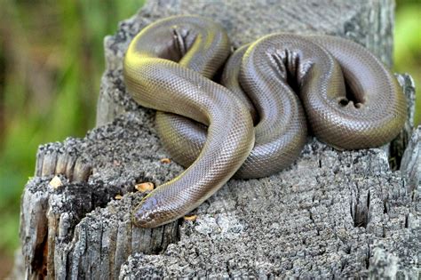 Rubber Boa Super Friendly Snake Pet Snake California King Snake