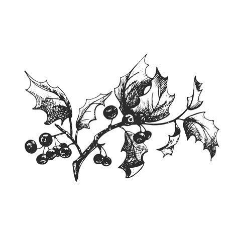 Holly Branch With Leaves And Berries Graphic Drawing With A Liner