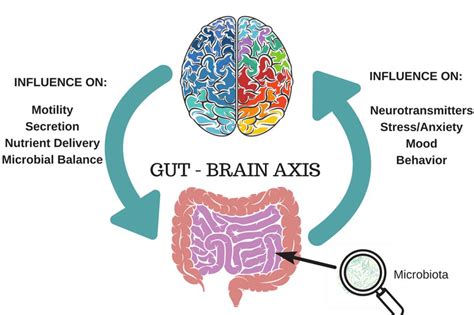 the gut brain axis mediates sugar preference nature my personal health