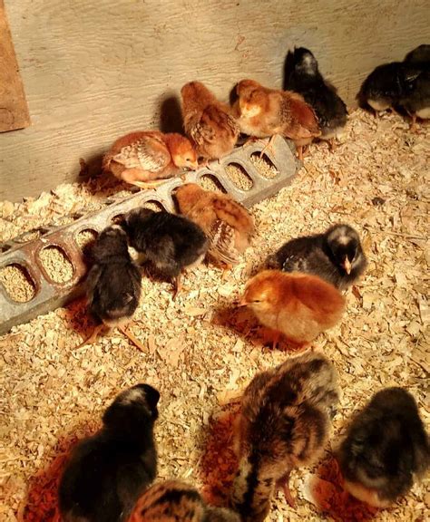 Baby Chickens Images