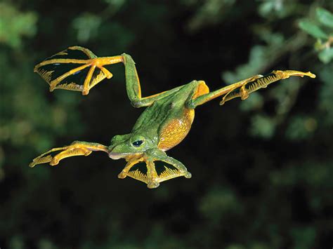 Flying Frog Animal Planets The Most Extreme Wiki Fandom
