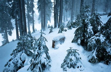 Pine Trees And Fur Trees Covered With Snow In Winter Forest Stock Image