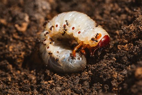 Are Grub Worms Good For Gardens Beautiful Flower Arrangements And