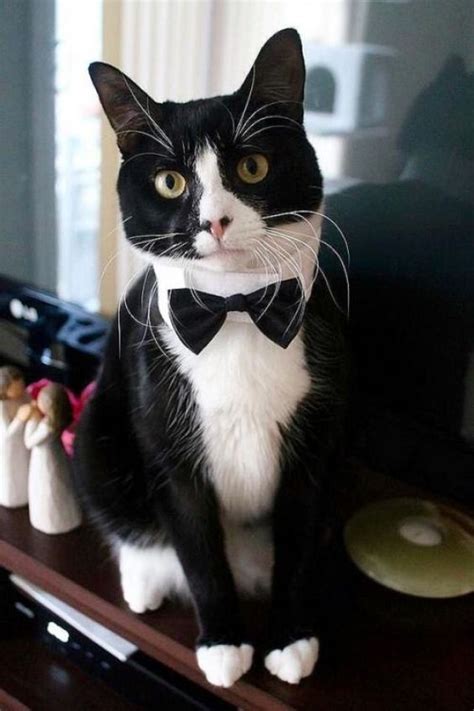 Tuxedo Cats A Rock Cat With Suit
