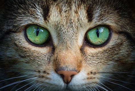Cat Eye Stock Photos Pictures And Royalty Free Images Istock