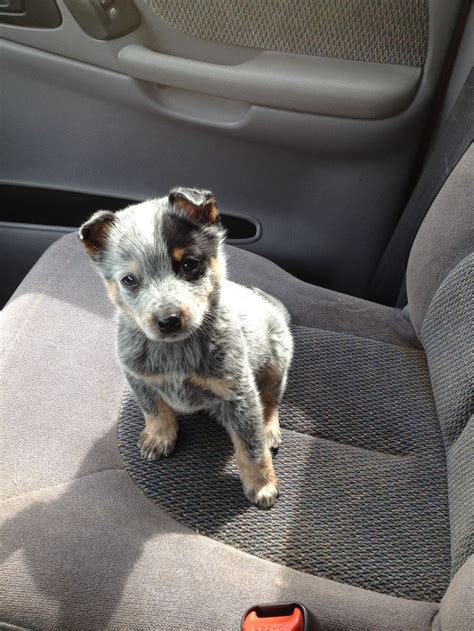Blue Heeler Puppy Cute Pinterest